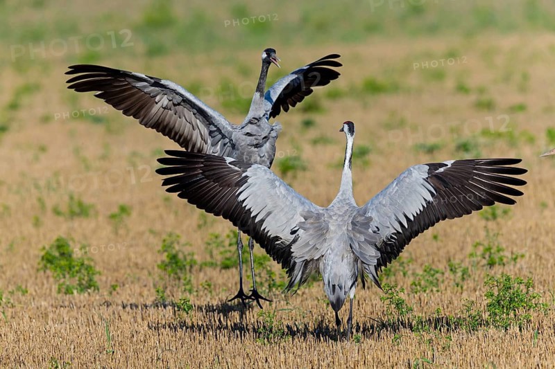 Crane, Common Crane, Crane, Grus grus, Grue cendrée, Grulla Común, Övre Västerstad, Degerhamn, Kalmar, Sweden