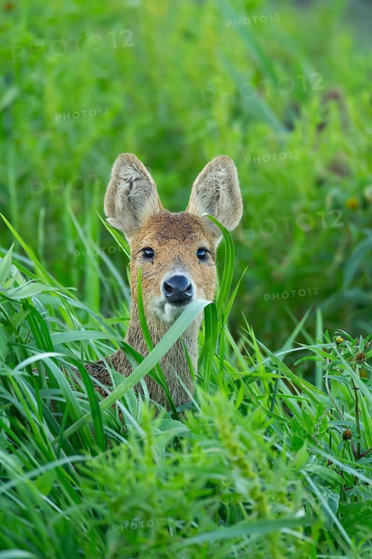 Chinese water deer (Hydropotes inermis) adult animal amongst reeds of a reedbed, England, United Kingdom