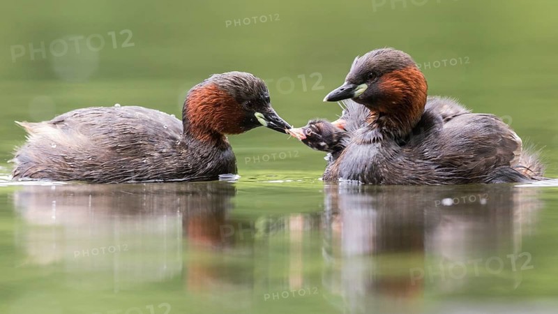 Little Grebe (Tachybaptus ruficollis) pair with chick, Hesse, Germany