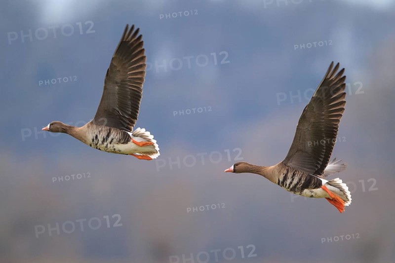 Greater White-fronted Goose (Anser albifrons) flying, North Rhine-Westphalia, Germany