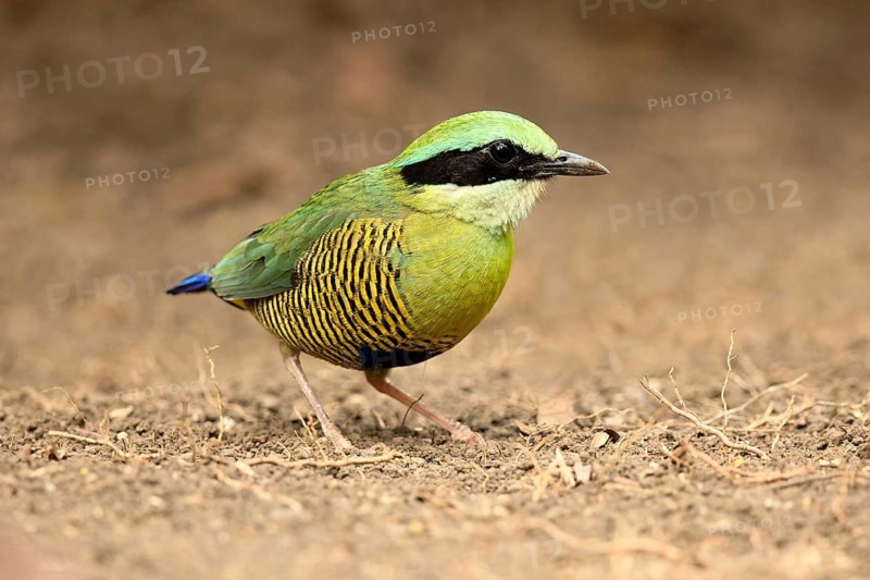 Bar-bellied Pitta (Hydrornis elliotii) male perched on the ground, Cat Tien National Park, Vietnam