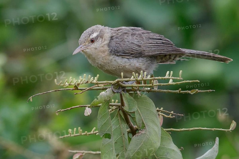Thrush-like Wren (Campylorhynchus turdinus turdinus) perched on a branch in the Pantanal region of Brazil