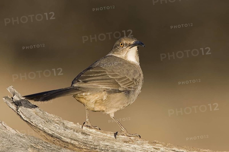 Curve-billed Thrasher (Toxostoma curvirostre), Arizona, USA