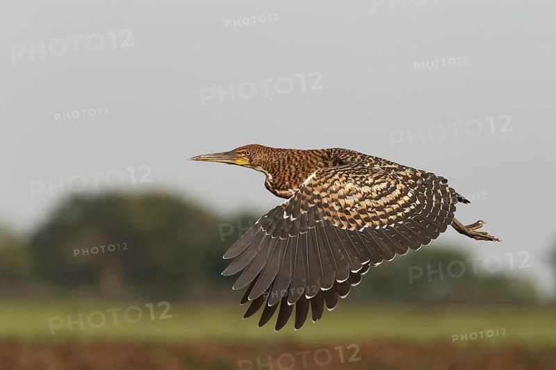 Rufescent Tiger Heron (Tigrisoma lineatum) juvenile flying, Los Llanos, Venezuela