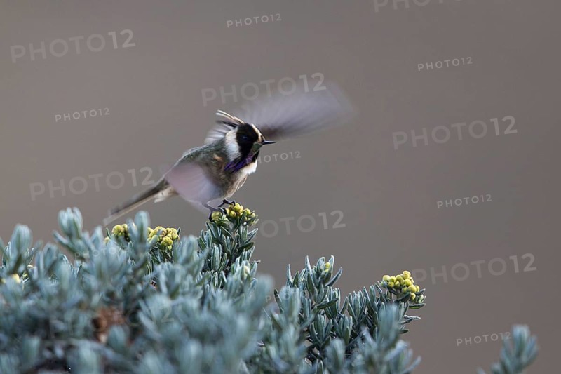 Buffy Helmetcrest (Oxypogon stuebelii) male perched on a bush, Los Nevados National Park, Colombia