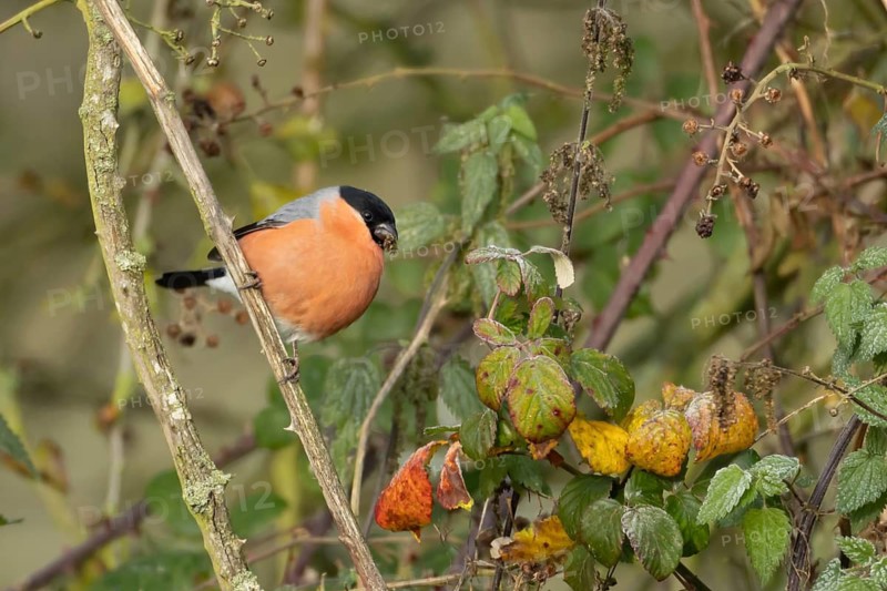 Eurasian or Common bullfinch (Pyrrhula pyrrhula) adult male garden bird feeding on nettle seeds in a hedgerow in winter, Suffolk, England, United Kingdom