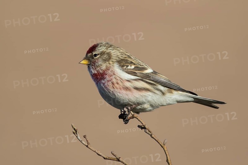 Common Redpoll (Acanthis flammea) male perched on a branch, Netherlands