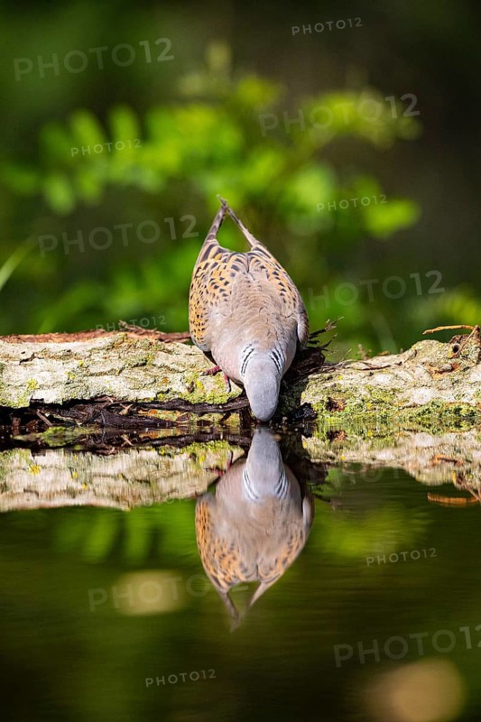 Turtle Dove (Streptopelia turtur) Hungary
