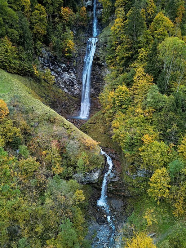 Autumn-coloured sycamore maple (Acer pseudo plantanus), at the Diesbach waterfall, Canton Glarus, Switzerland