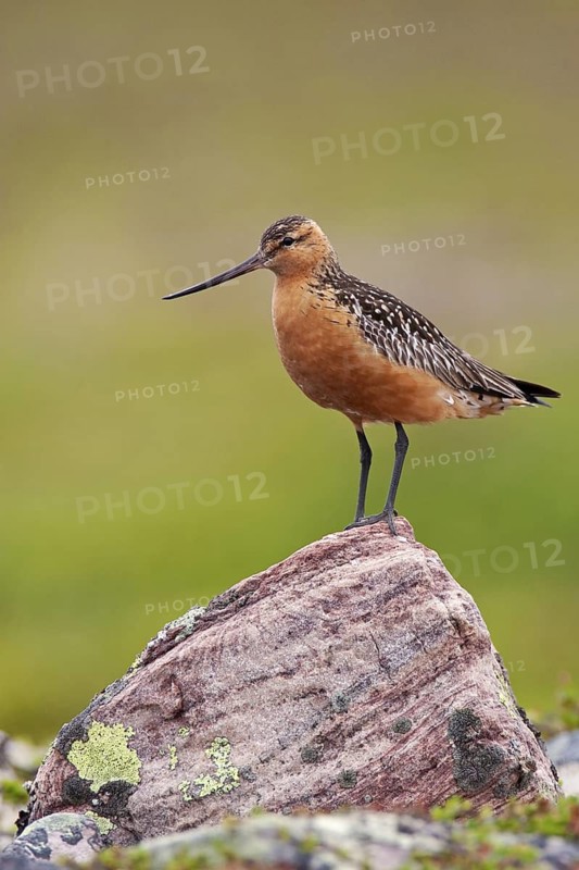 Bar-tailed Godwit (Limosa lapponica) male, Finnmark, Norway