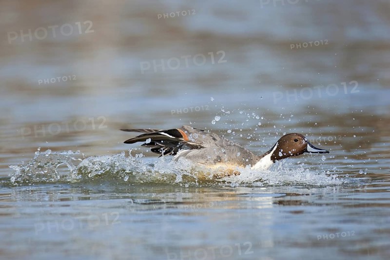 Northern Pintail (Anas acuta) male flying, British Columbia, Canada