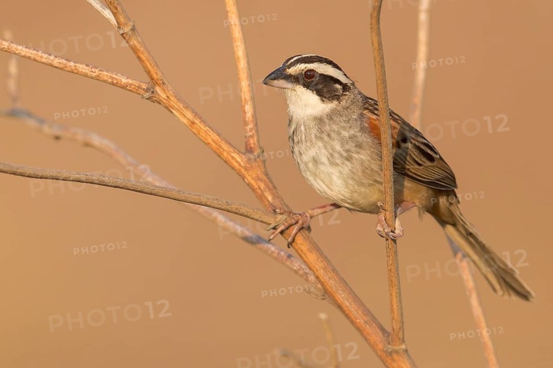 Stripe-headed Sparrow (Peucaea ruficauda) perched on a branch in Oaxaca, Mexico