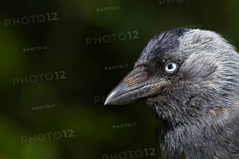 Jackdaw (Corvus monedula) adult corvid bird head portrait, England, United Kingdom