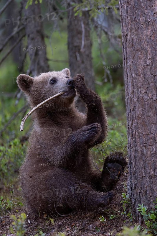 European brown bear, Karelia, Finland