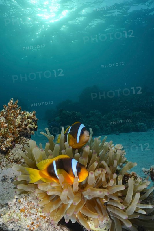 Red sea anemonefish (Amphiprion bicinctus)