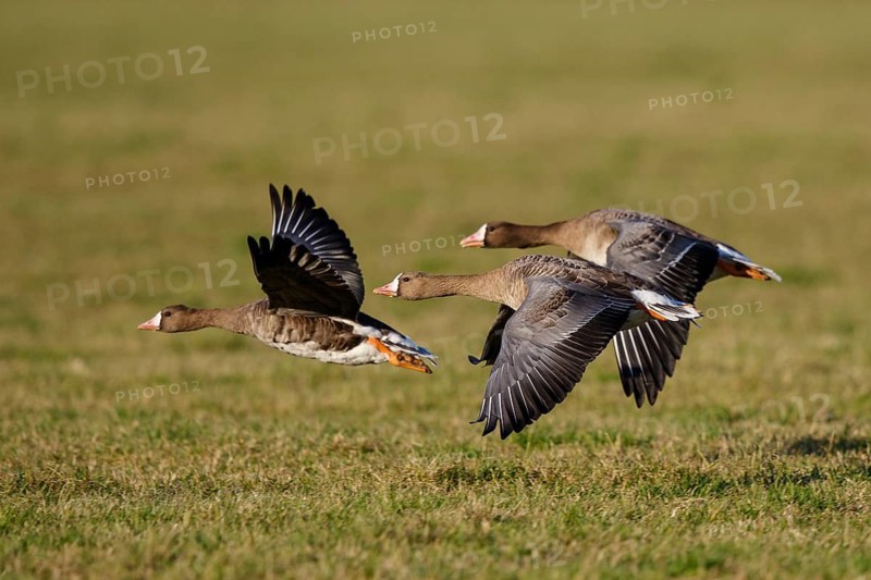 Greater White-fronted Goose (Anser albifrons) group flying, North Rhine-Westphalia, Germany