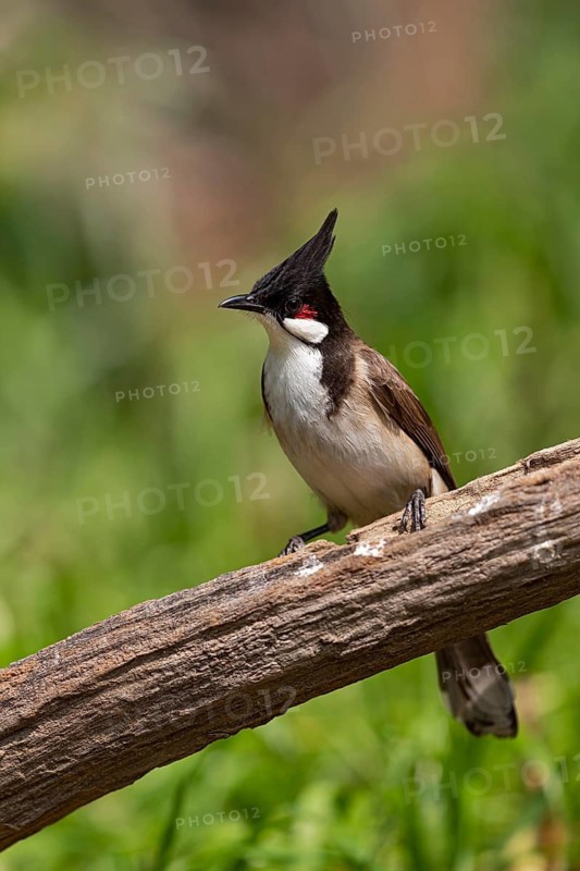 Red-whiskered Bulbul (Pycnonotus jocosus hainanensis), Yunnan, China