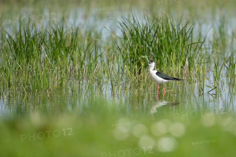 Black winged stilt (Himantopus himantopus) adult wading bird in a shallow lagoon in spring, RSPB Frampton marsh nature reserve, Lincolnshire, England, United Kingdom