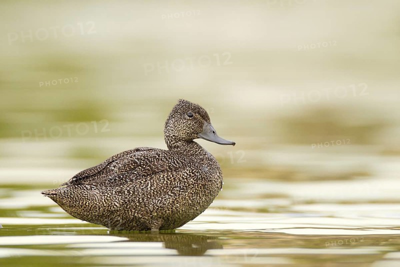Freckled Duck (Stictonetta naevosa), Western Australia, Australia