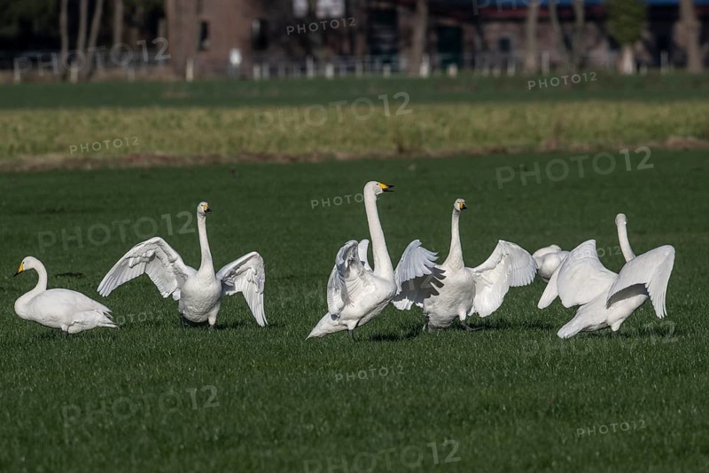 Whooper swans (Cygnus cygnus), Emsland, Lower Saxony, Germany