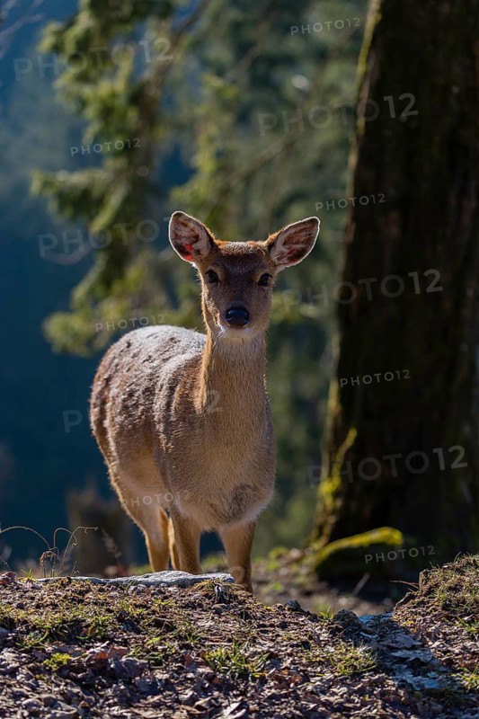 One female Manchurian sika deer or Dybowski's sika deer (Cervus nippon mantchuricus or Cervus nippon dybowskii) stands at a forest edge on hilly ground. Backlight