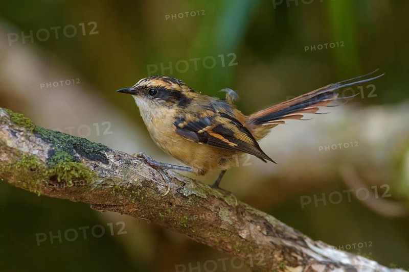 Thorn-tailed Rayadito (Aphrastura spinicauda), Chile