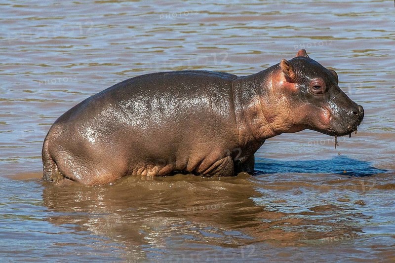 Young hippopotamus (Hippopotamus amphibius) juvenile, Africa, Kenya, Masai Mara