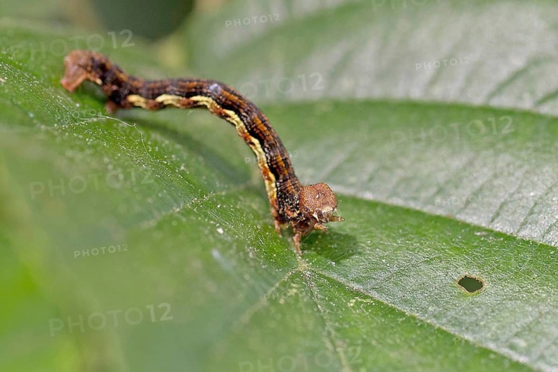 Mottled Umber (Erannis defoliaria), caterpillar, colourful, close-up, Germany