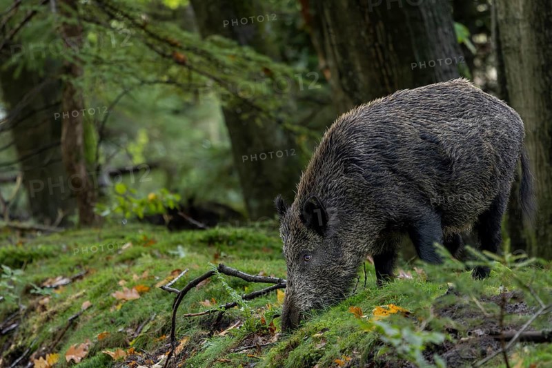 Instead of fleeing, the wild boar (Sus scrofa) starts searching for beechnuts and acorns, mast year, acorns, beechnuts, October, Denmark