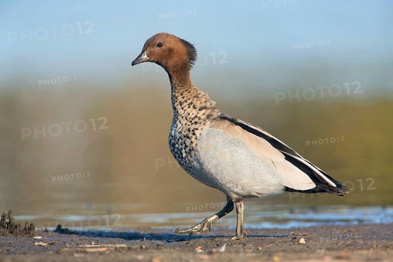 Maned Duck (Chenonetta jubata) male, Victoria, Australia