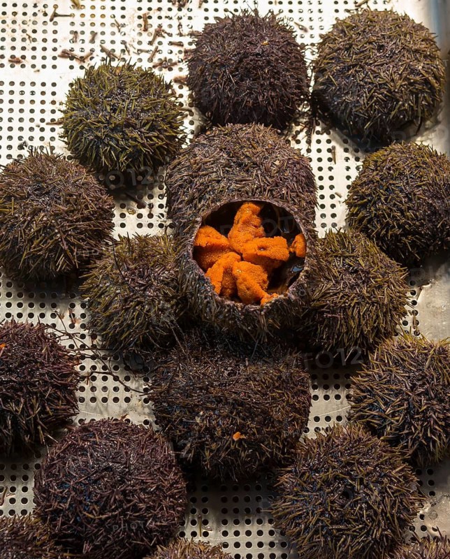 Opened sea urchin with orange-coloured interior on a metal grid, edible sea urchin, fish market, Trouville-sur-Mer, Trouville, Normandy, France