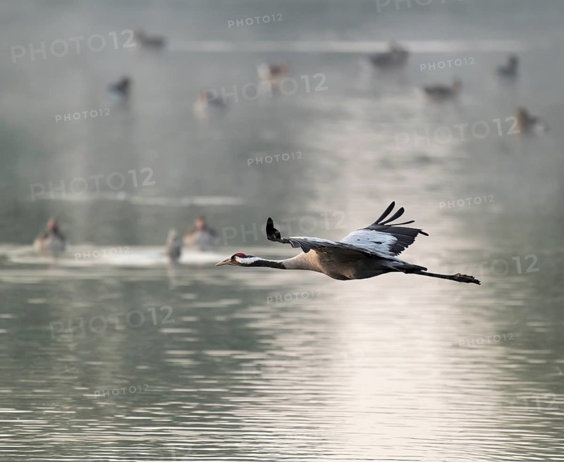 Crane (Grus grus) in flight over a lake, morning mist, geese on the water behind, Lower Saxony, Germany