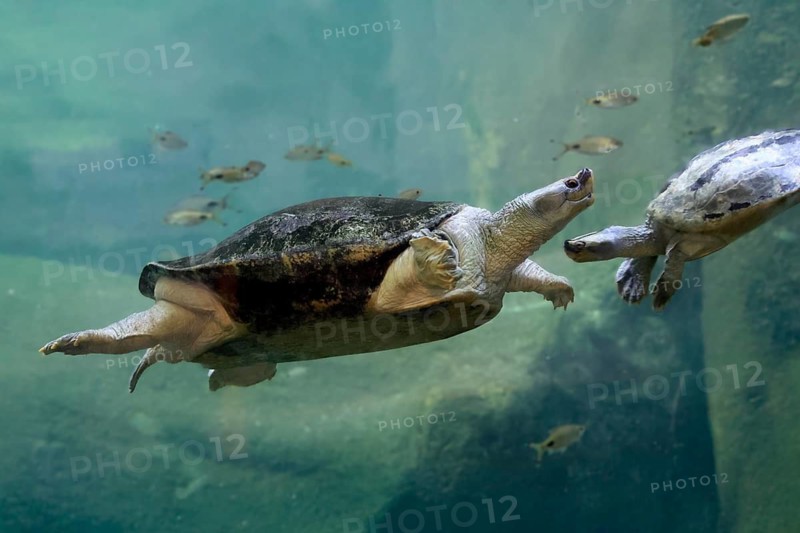 Burmese Roofed Turtle (Batagur trivittata), adult, in water, swimming, Myanmar, Asia, captive