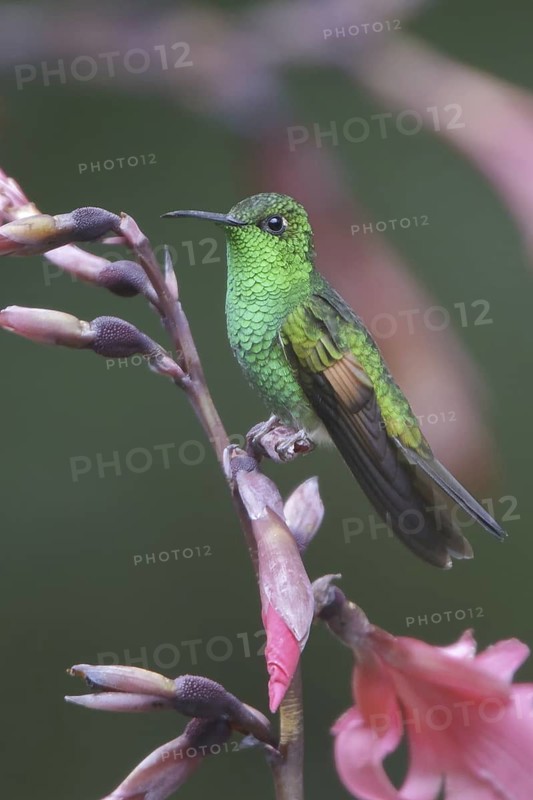 Stripe-tailed Hummingbird (Eupherusa eximia), Costa Rica