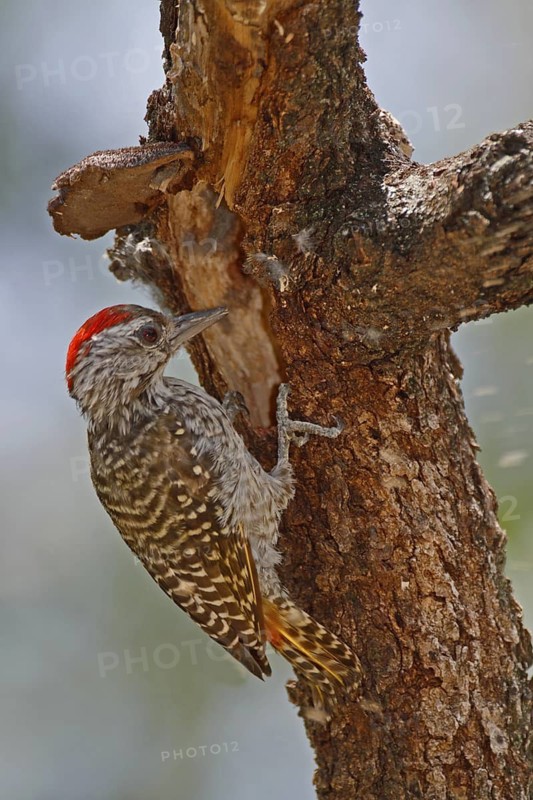 Cardinal Woodpecker (Dendropicos fuscescens) male, Lake Baringo, Kenya