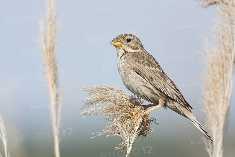 Corn Bunting - Grauammer - Miliaria calandra ssp. calandra, Croatia, adult