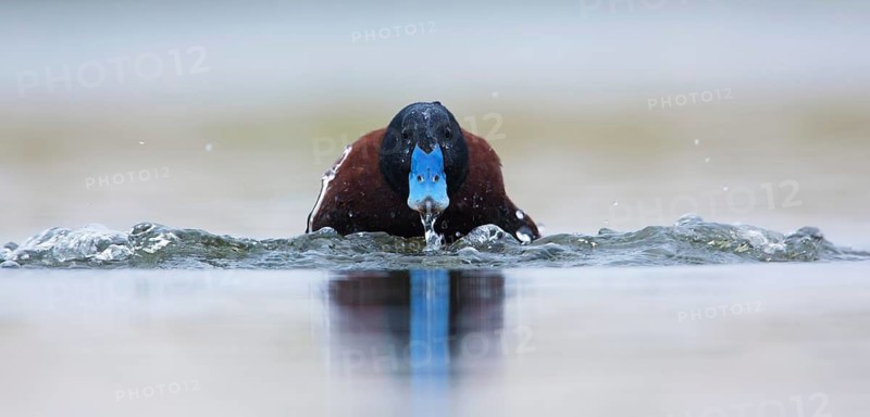 Blue-billed Duck (Oxyura australis) male displaying, Victoria, Australia