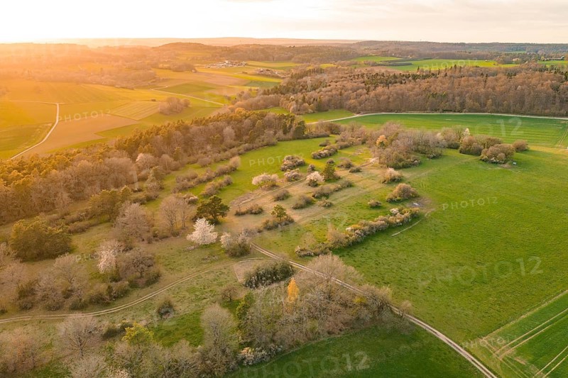 Extensive green fields with scattered trees in soft evening light, e-bike tour, old sports field in Gechingen, hecken and Gäu region, Calw district, Germany
