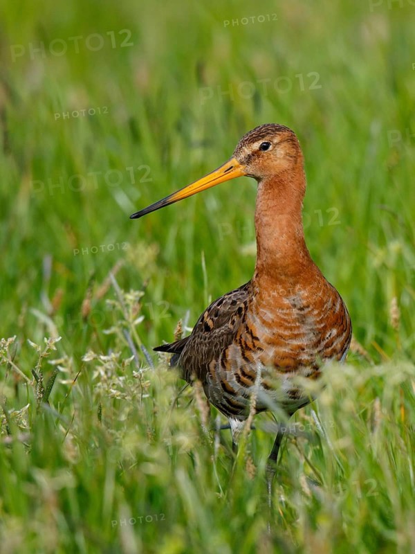 Black-tailed Godwit (Limosa limosa), Netherlands