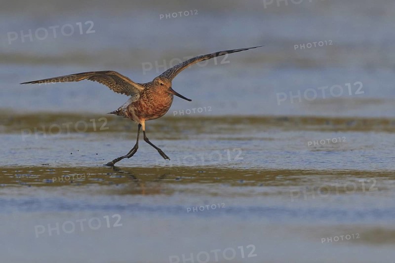 Bar-tailed Godwit (Limosa lapponica), Texel, Netherlands