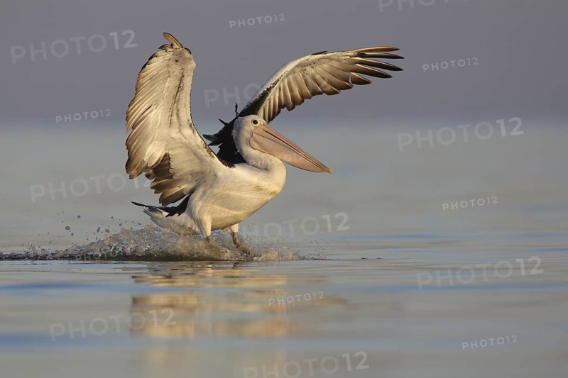 Australian Pelican (Pelecanus conspicillatus), Victoria, Australia