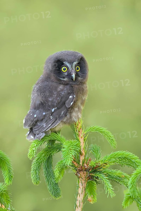 Great Horned Owl (Aegolius funereus), young bird sitting on a spruce top, wildlife, nature photography, owls, owls, Siegerland, North Rhine-Westphalia, Germany
