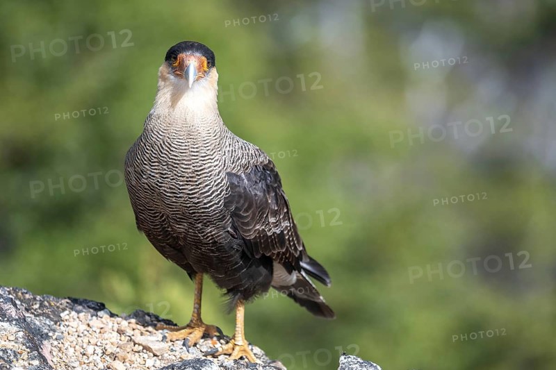 Crested caracara (Caracara plancus), seen in Nahuel Huapi National Park, Bariloche, Patagonia, Argentina