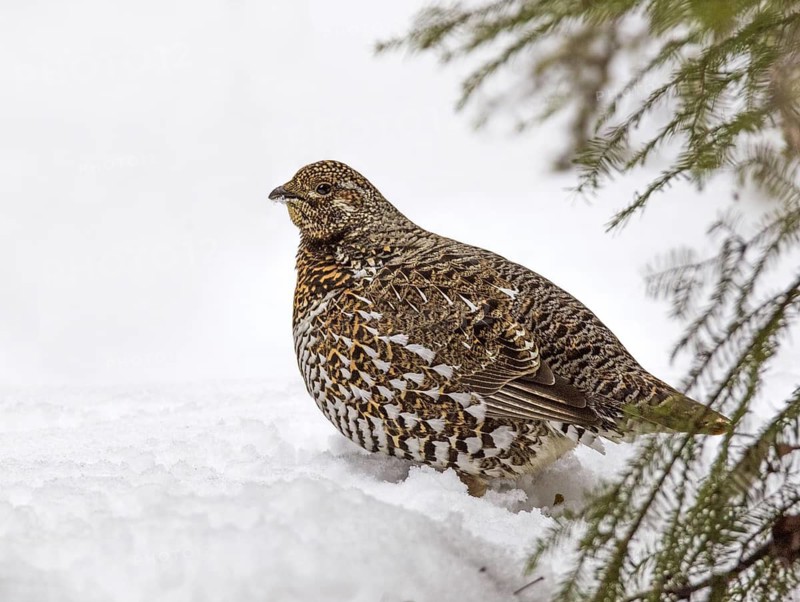 Spruce Grouse (Falcipennis canadensis) female, Saskatchewan, Canada