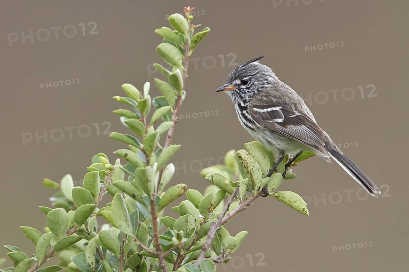 Yellow-billed Tit-Tyrant (Anairetes flavirostris) perched on a branch in Bolivia, South America
