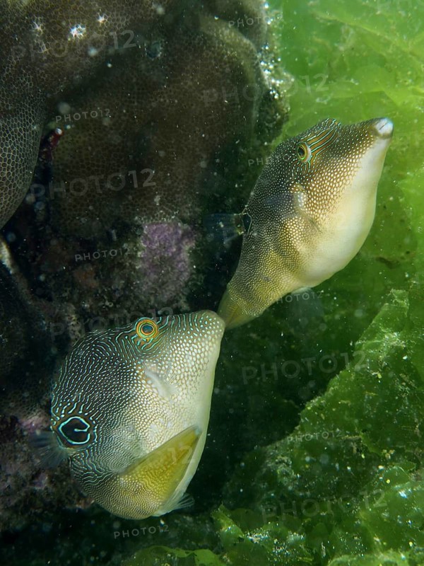 Two curious fish with pattern, labyrinth pufferfish (Canthigaster compressa), swimming between green algae, dive site Secret Bay, Gilimanuk, Bali, Indonesia
