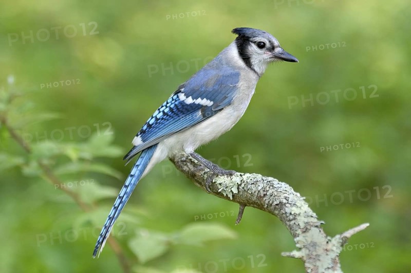 Blue Jay Cyanocitta cristata Coon Fork County Park, Eau Claire County, Wisconsin, USA 1 August Immature Corvidae