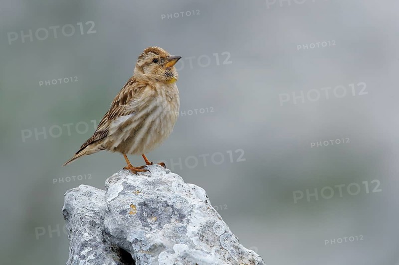 Rock Sparrow (Petronia petronia) perched on a rock, Andalusia, Spain