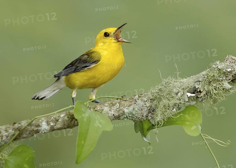 Prothonotary Warbler (Protonotaria citrea) singing, Texas, USA