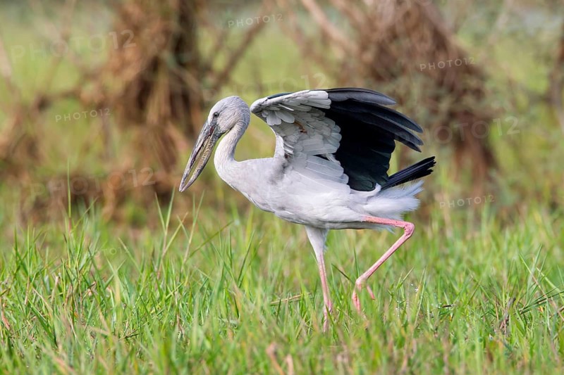 Asian Openbill (Anastomus oscitans), Bueng Boraphet, Thailand